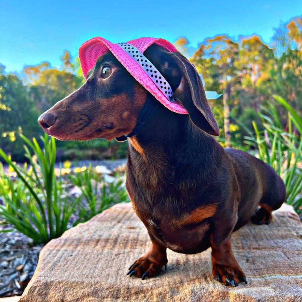 7 Reasons Why Your Dog Needs a Hat! - DoggyTopia
