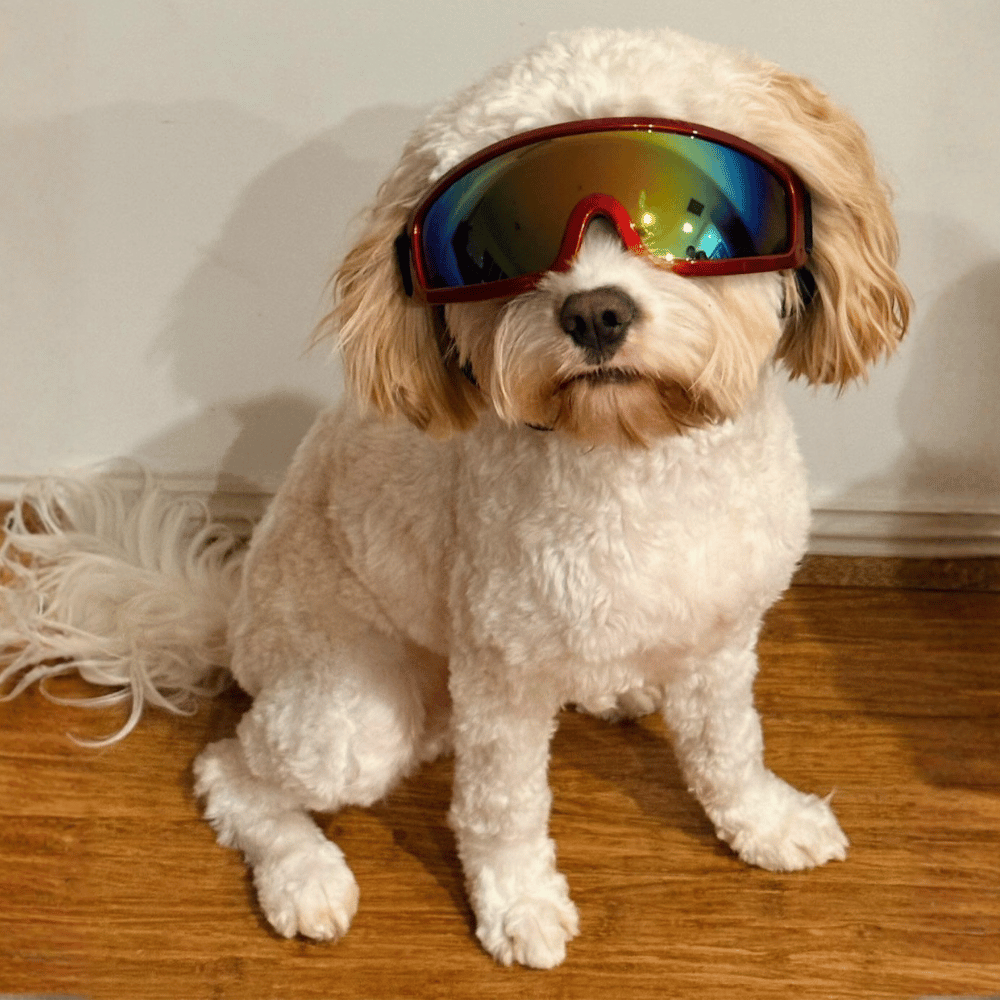 Rebel Dog Goggles