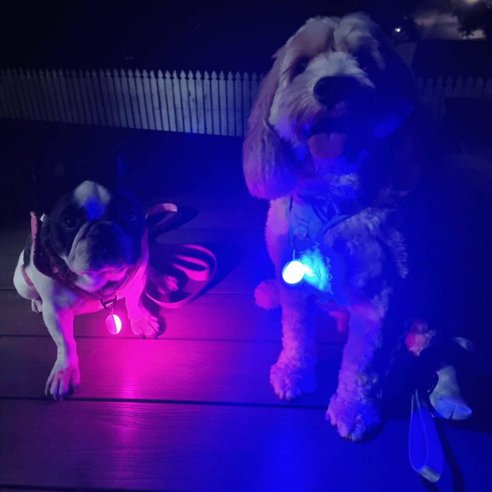 LED Dog Pendant Rechargeable - LED from . at DoggyTopia