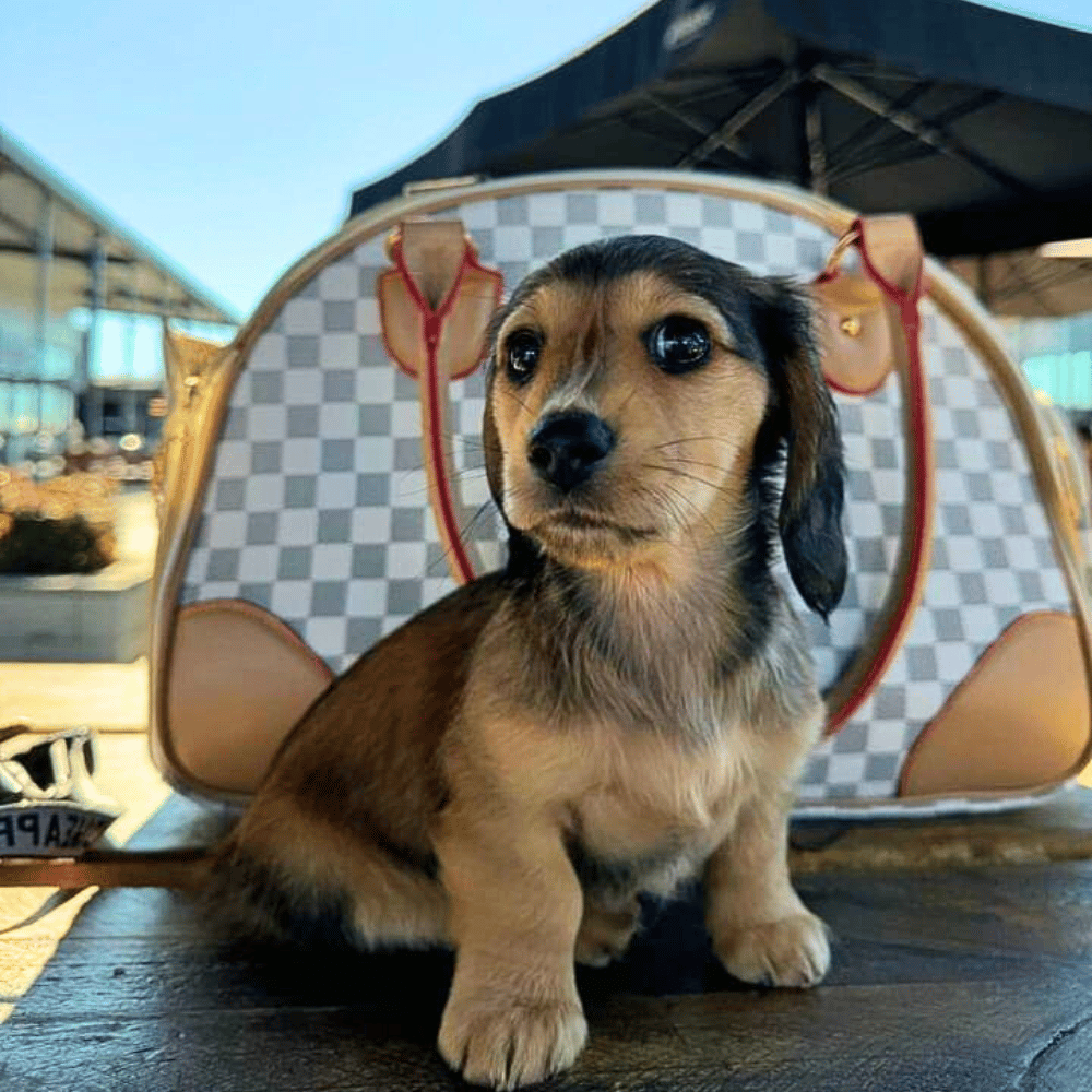 Luxe Checker Bowling Tote Dog Carrier - Dog Carriers from . at DoggyTopia