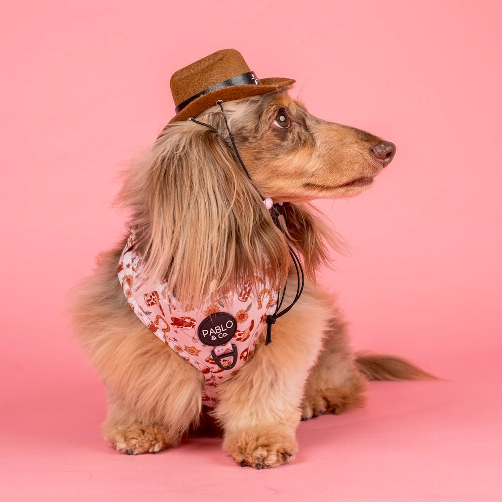 Pablo & Co Howdy Adjustable Harness - Adjustable Harnesses from Pablo & Co at DoggyTopia