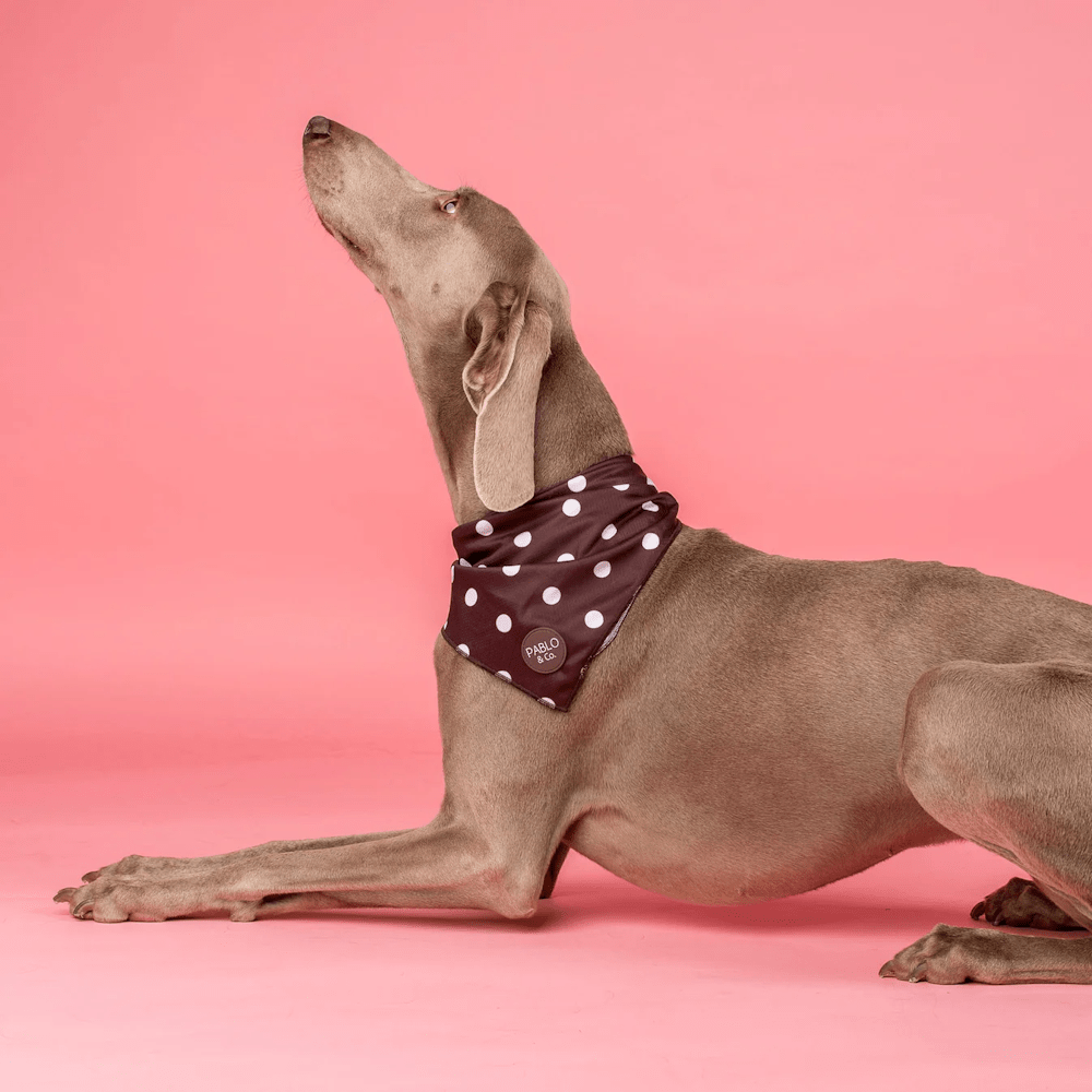 Pablo & Co Polka Dots Bandana - Bandanas from Pablo & Co at DoggyTopia