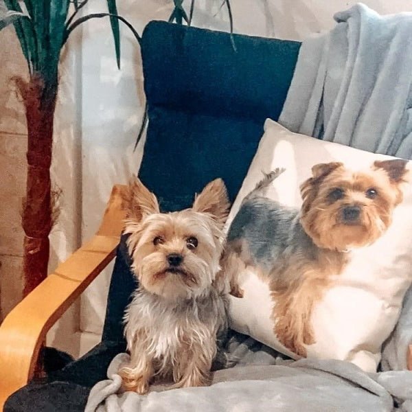Blue & Gold Yorkshire Terrier Throw Cushion - Cushions from Sale at DoggyTopia