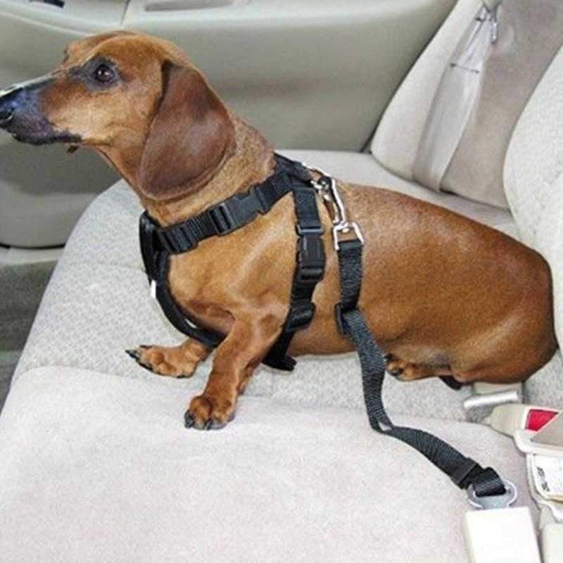 Car Seat Belt Attachment - Car Seat Belts from . at DoggyTopia