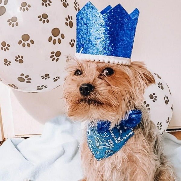 Dog Birthday Crown & Bow Tie Collar - Blue, Custom Age - Dog Party Hats from . at DoggyTopia