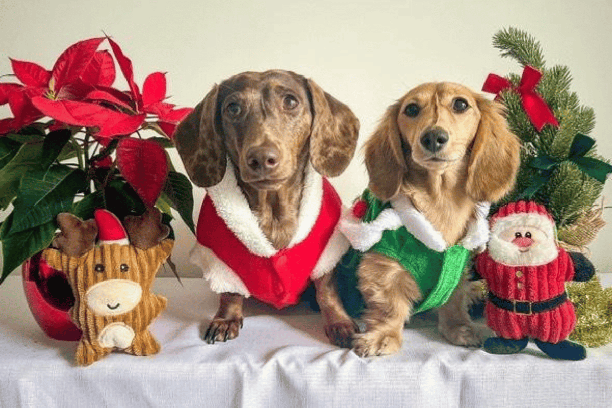 Santa Dog Costume & Christmas Tree Dog Costume