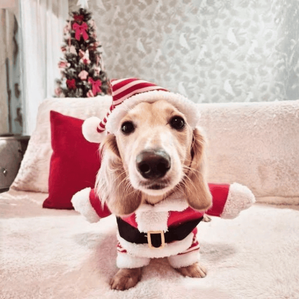 Santa Claus Upright Dog Costume