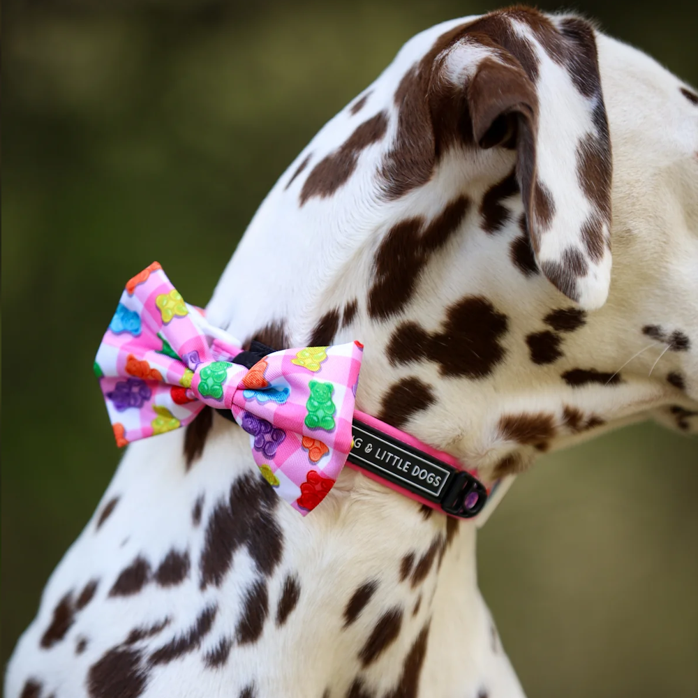 Big & Little Dogs Beary Sweet Collar & Bow Tie