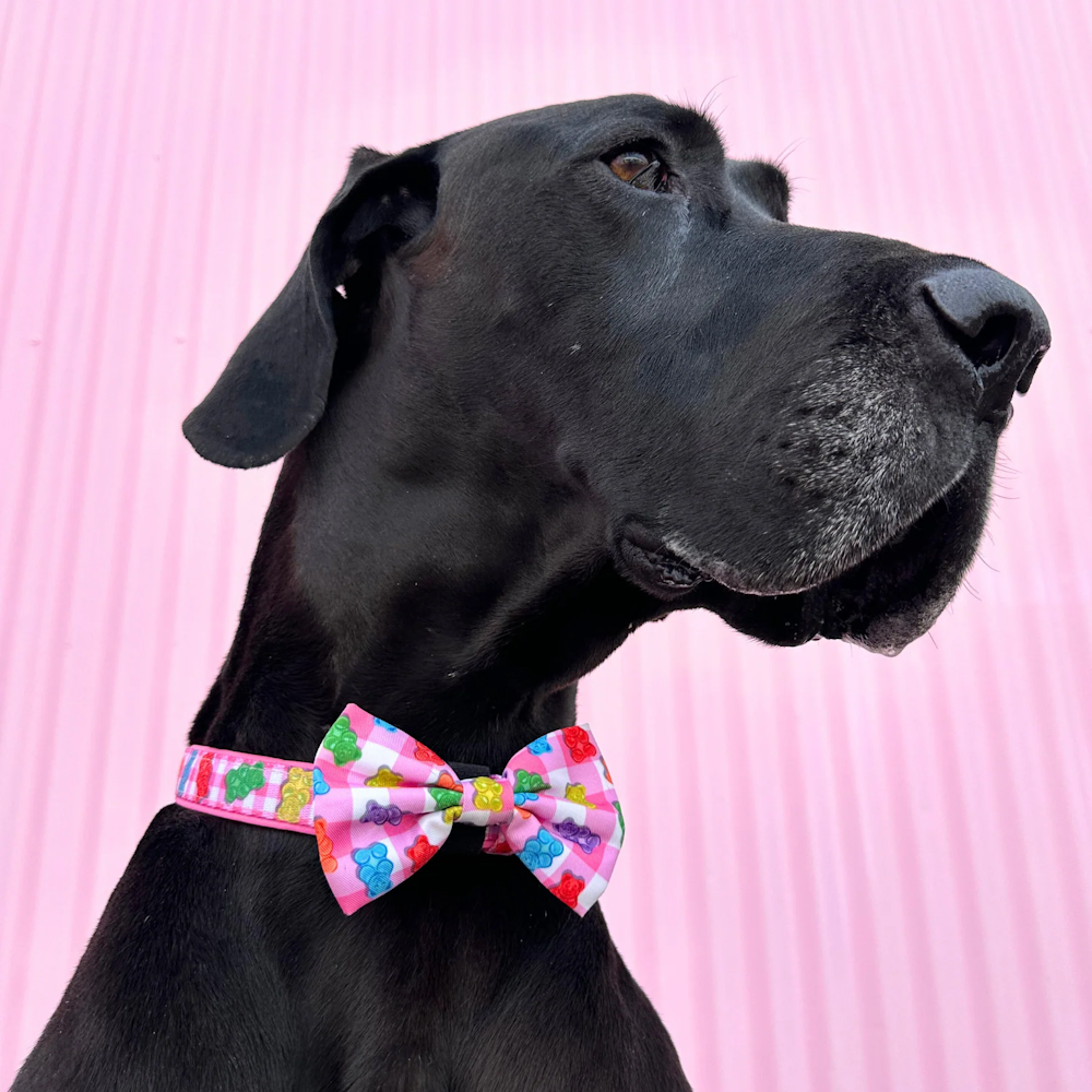 Big & Little Dogs Beary Sweet Collar & Bow Tie