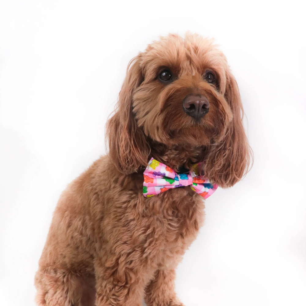 Big & Little Dogs Beary Sweet Collar & Bow Tie
