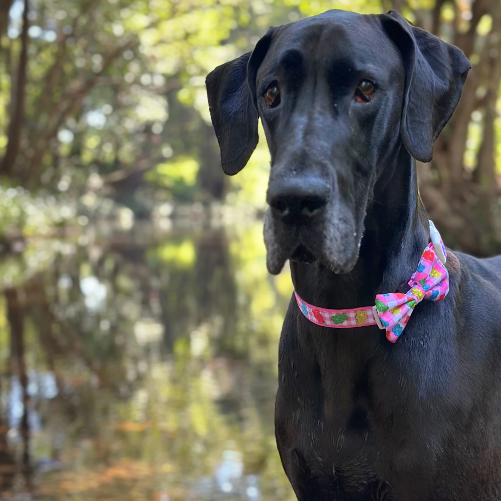 Big & Little Dogs Beary Sweet Collar & Bow Tie
