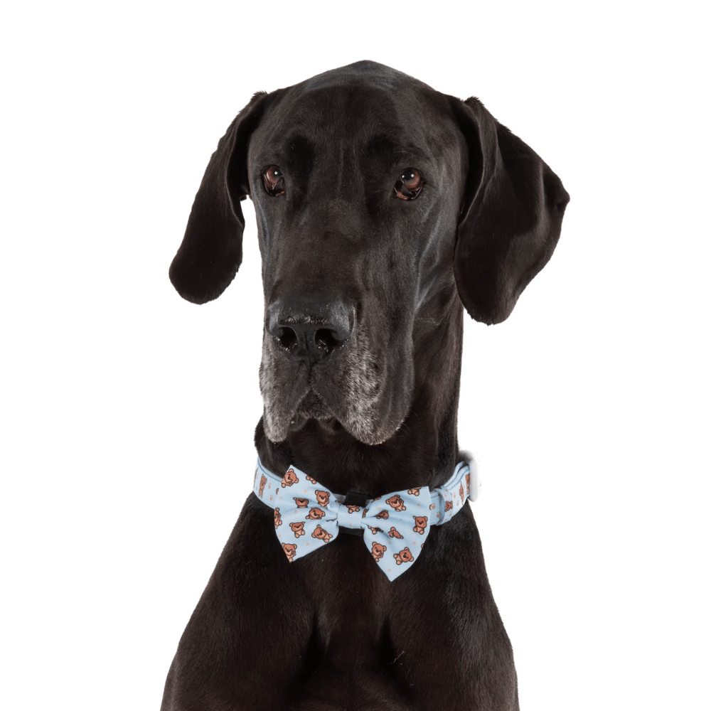 Big & Little Dogs Collar & Bow Tie: Cuddle Club