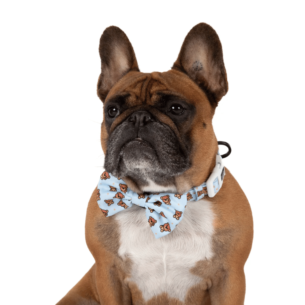 Big & Little Dogs Collar & Bow Tie: Cuddle Club