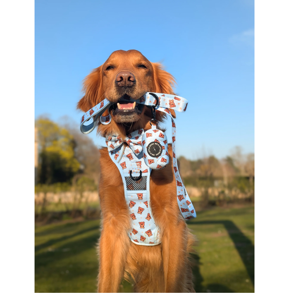 Big & Little Dogs Leash: Cuddle Club