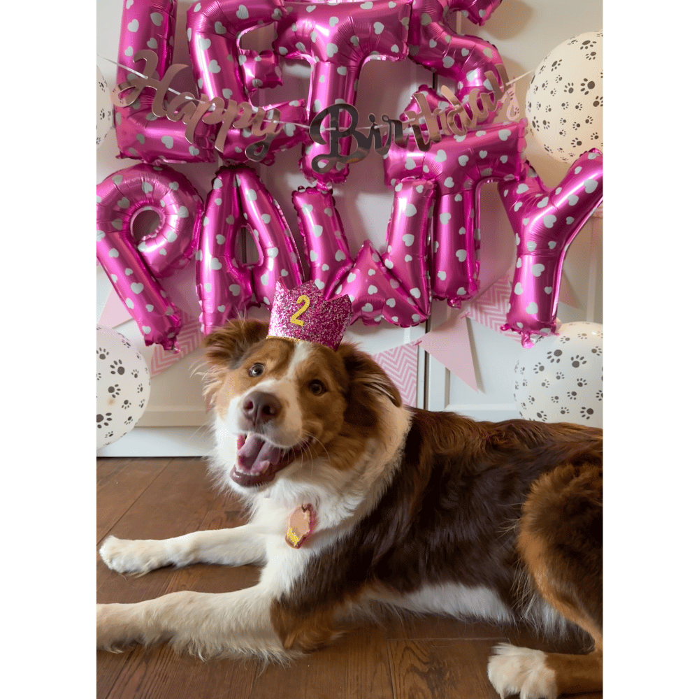 Dog Birthday Crown & Bow Tie Collar - Pink/gold Custom Age