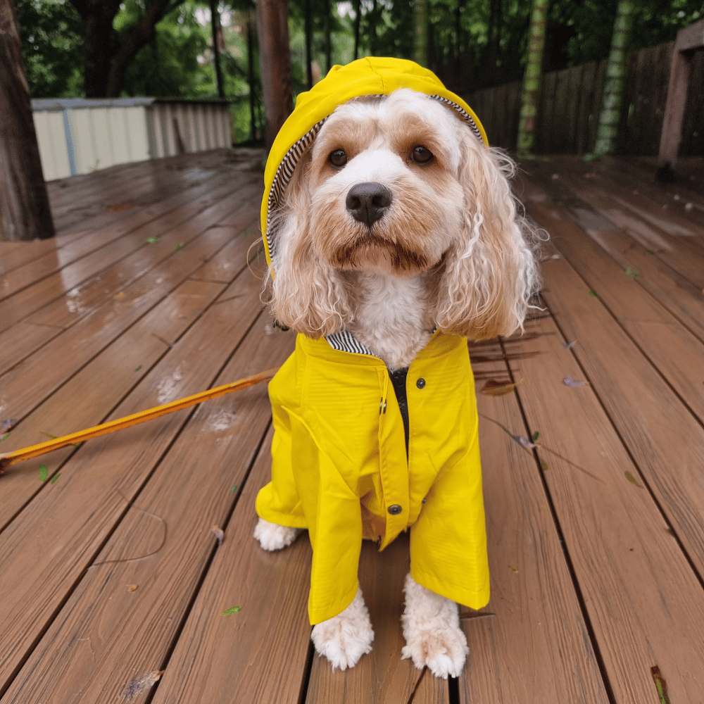 Dog Raincoat - Yellow
