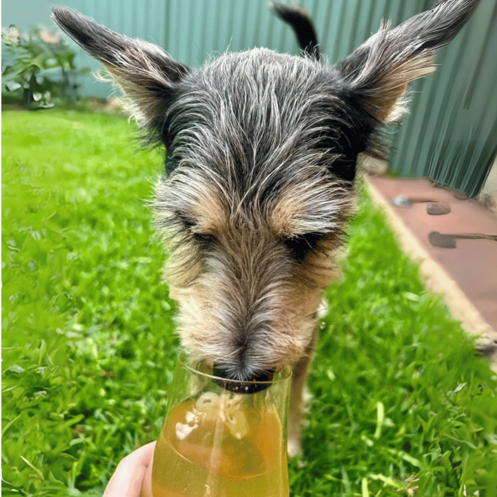 L'Barkery KB Doggie Beer