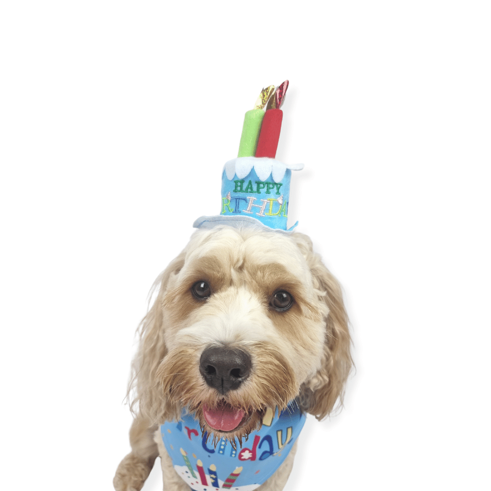 Happy Birthday Cake Hat & Bandana Set - Blue