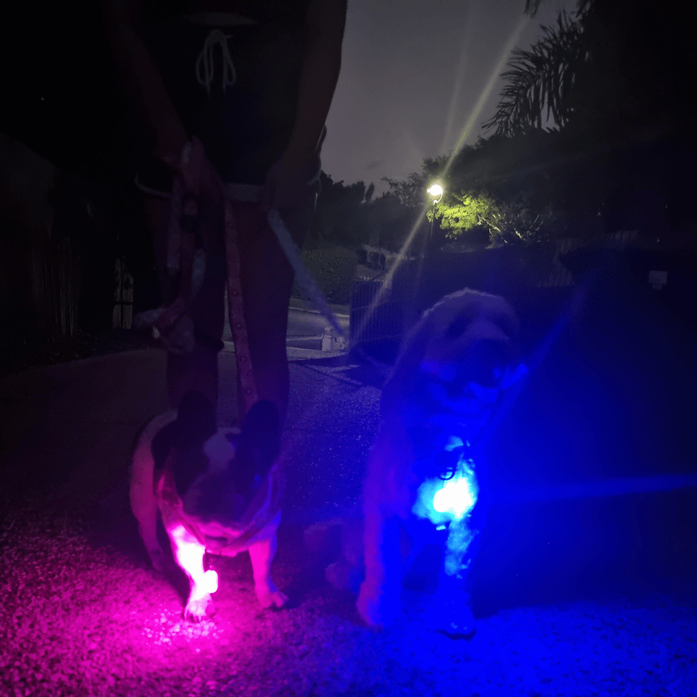 LED Dog Pendant Rechargeable