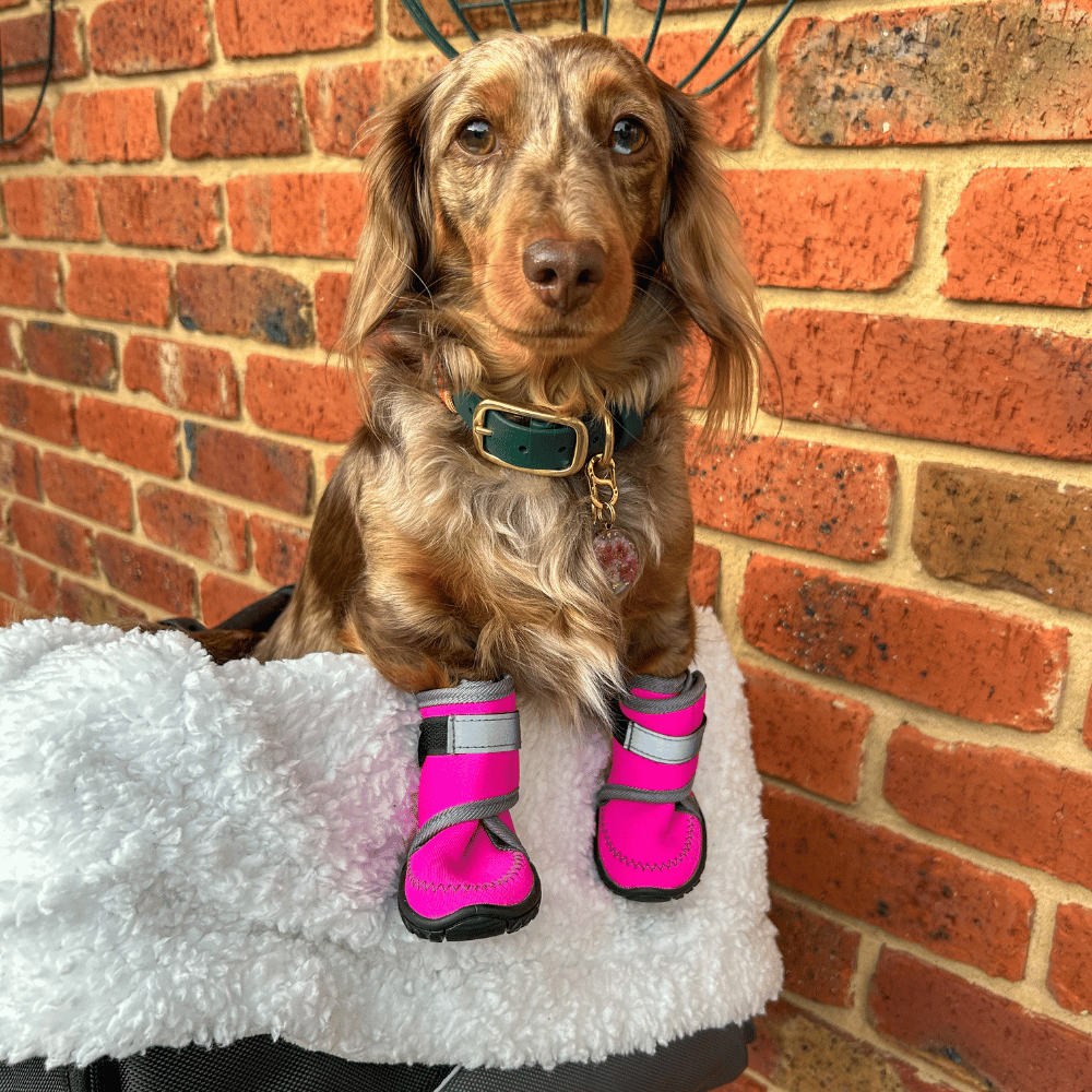 Neoprene Dog Shoes