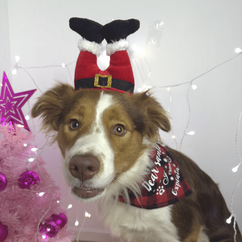 Santa Legs Dog Headpiece
