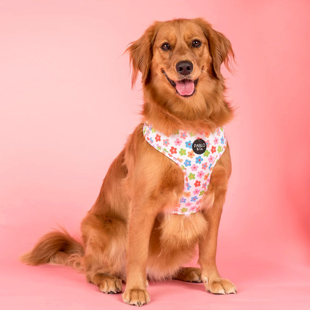 Pablo & Co Posey Adjustable Harness