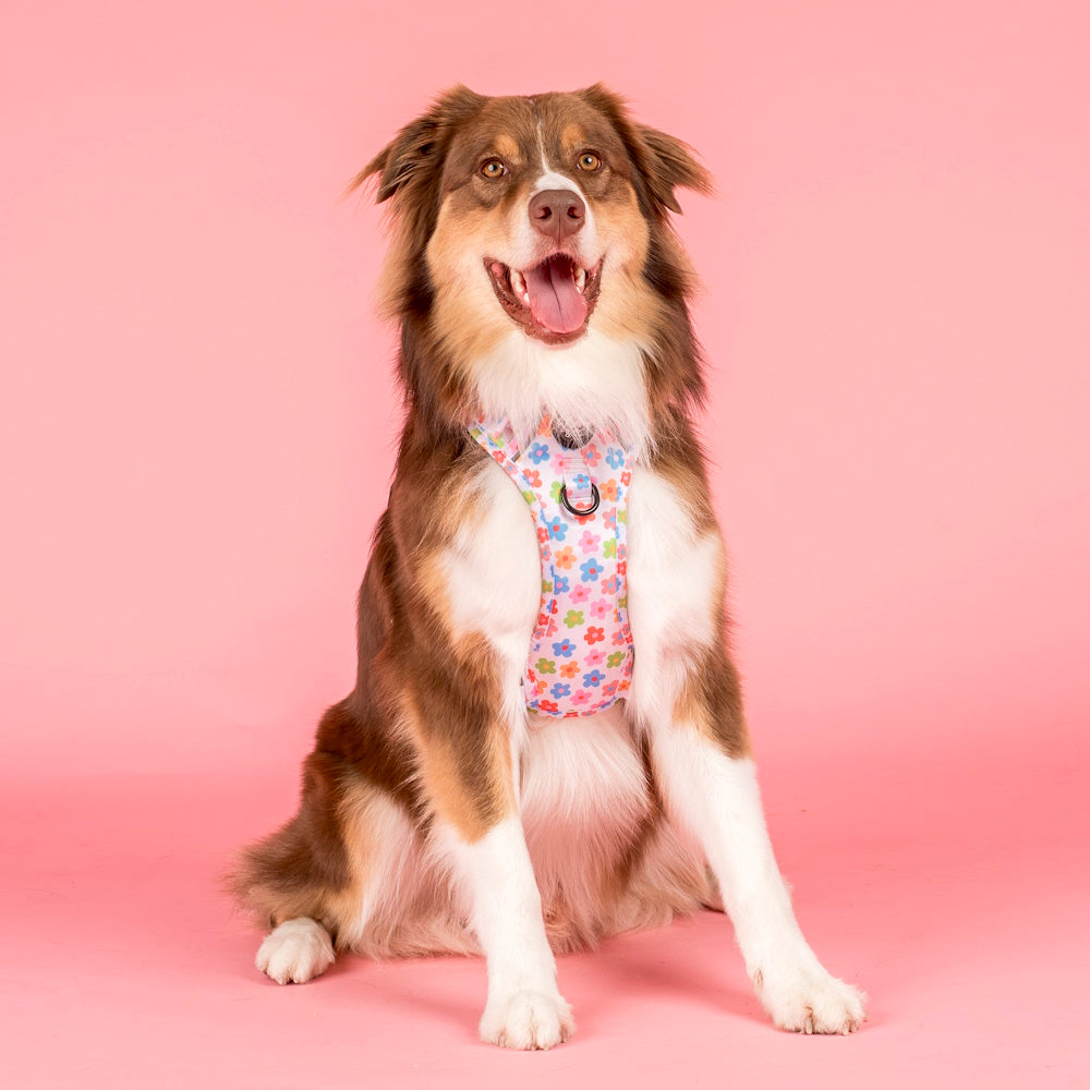 Pablo & Co Posey No Pull Harness