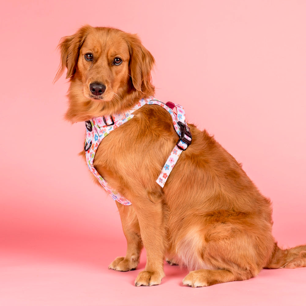 Pablo & Co Posey No Pull Harness