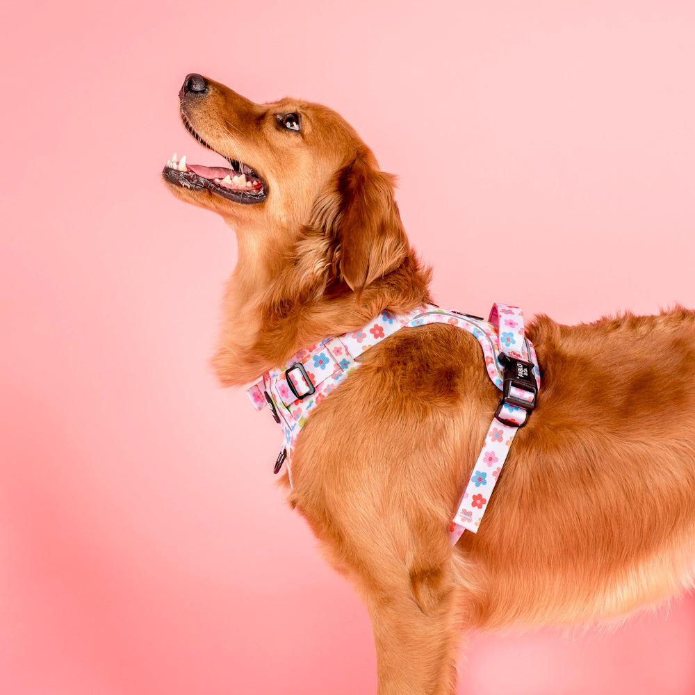 Pablo & Co Posey No Pull Harness