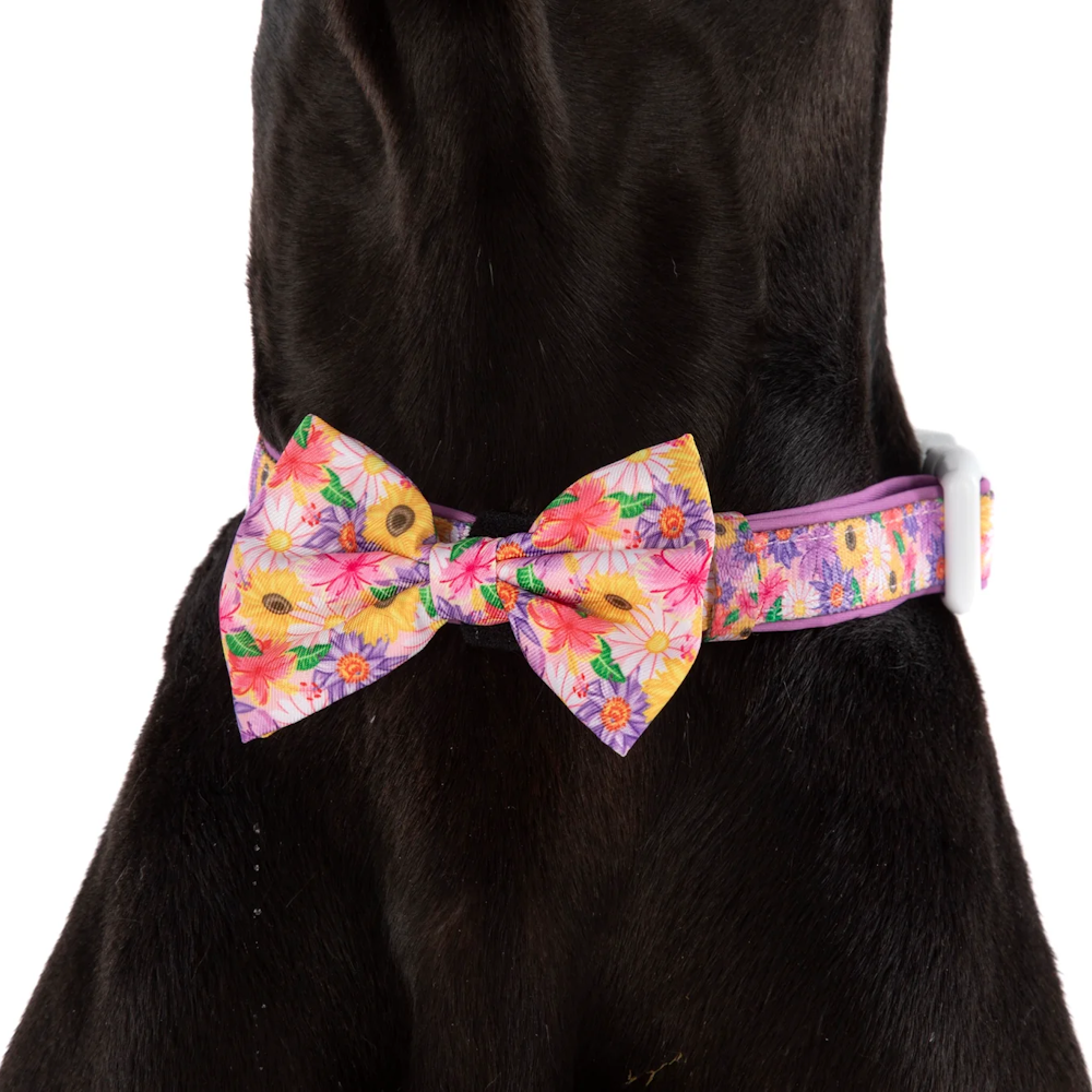 Big & Little Dogs Collar & Bow Tie: Spring Fling