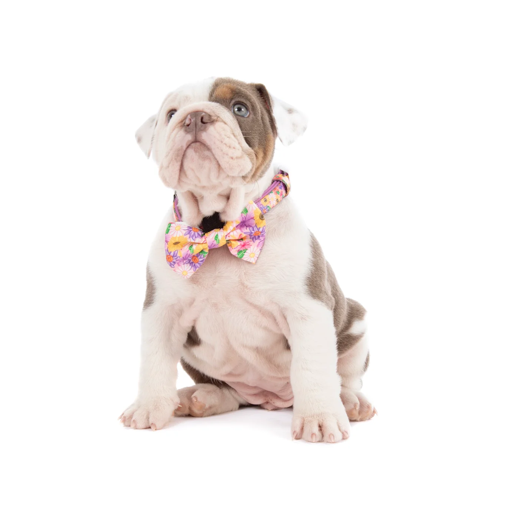 Big & Little Dogs Collar & Bow Tie: Spring Fling