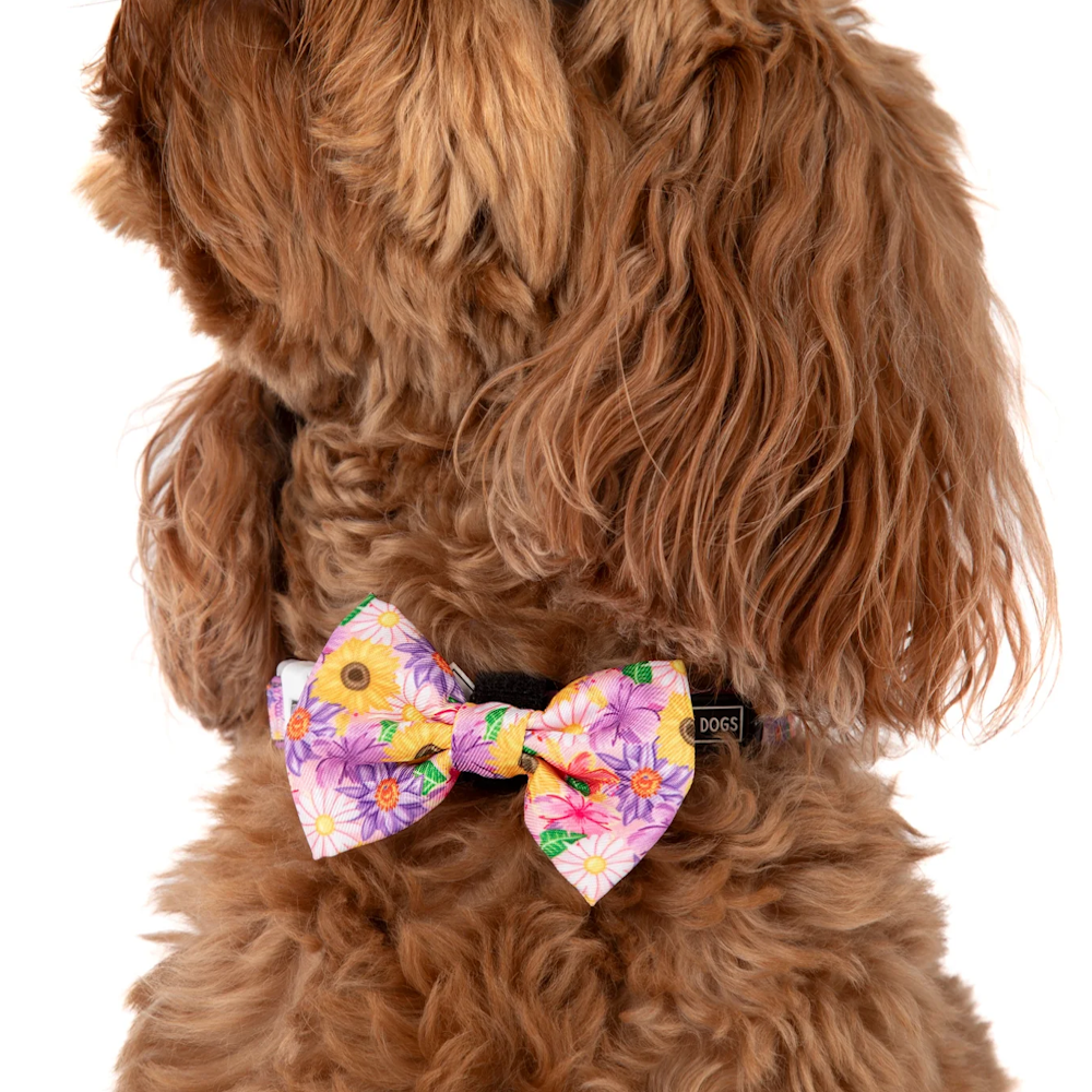 Big & Little Dogs Collar & Bow Tie: Spring Fling