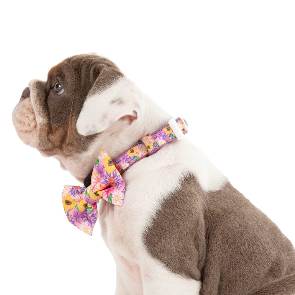 Big & Little Dogs Collar & Bow Tie: Spring Fling