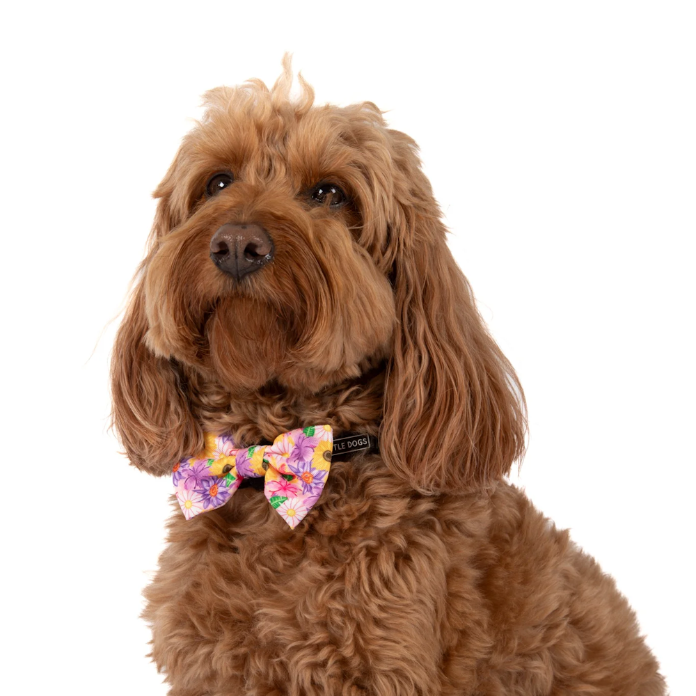 Big & Little Dogs Collar & Bow Tie: Spring Fling