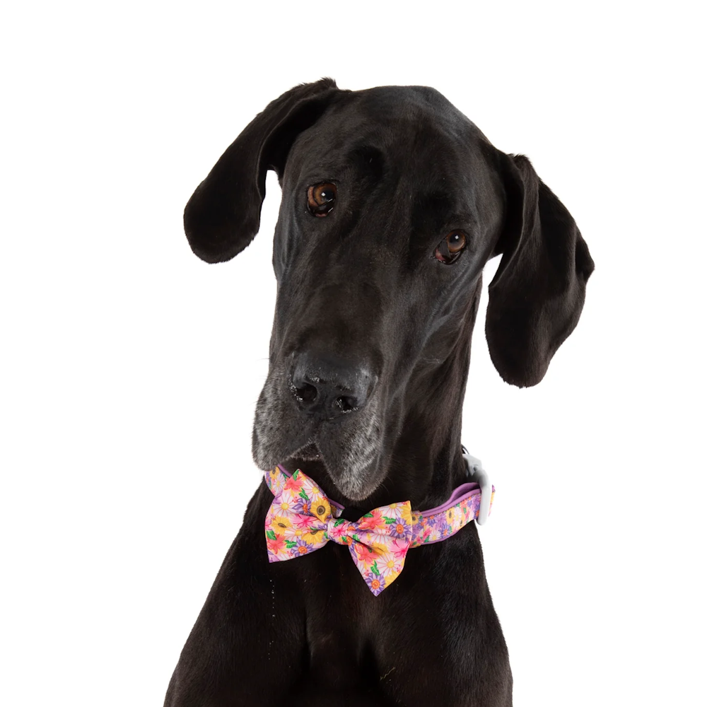 Big & Little Dogs Collar & Bow Tie: Spring Fling