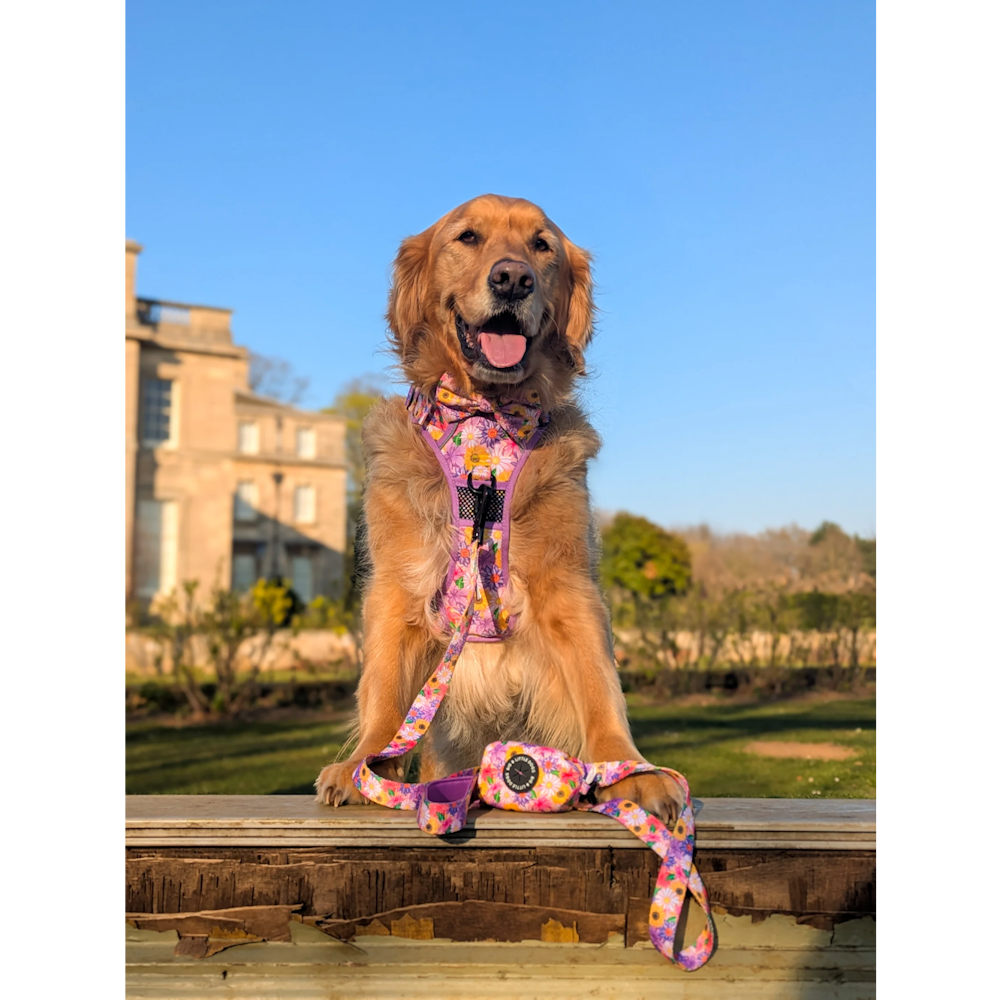 Big & Little Dogs Leash: Spring Fling