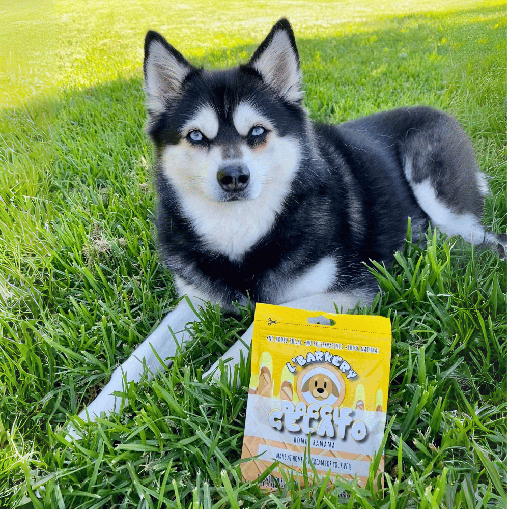 L'Barkery Doggie Gelato - Honey & Banana