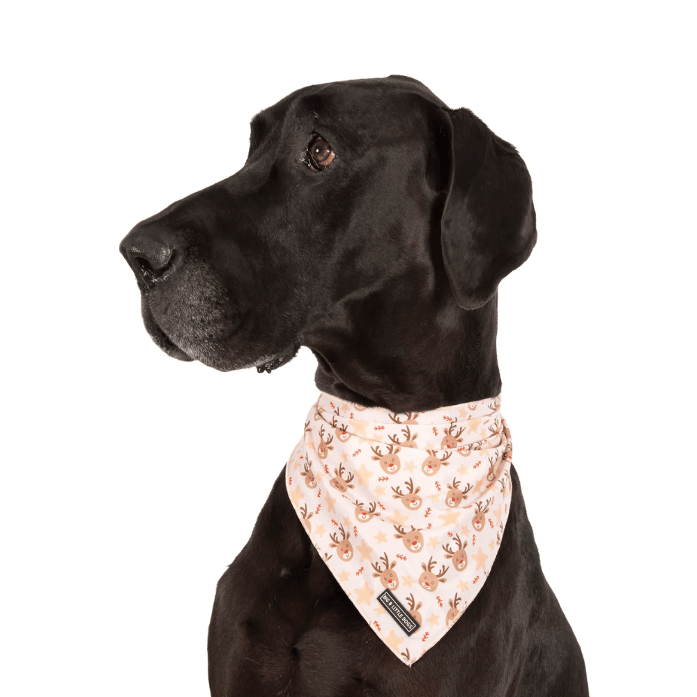 Big & Little Dogs Dashing Through The Stars Dog Bandana - Bandanas from Sale at DoggyTopia