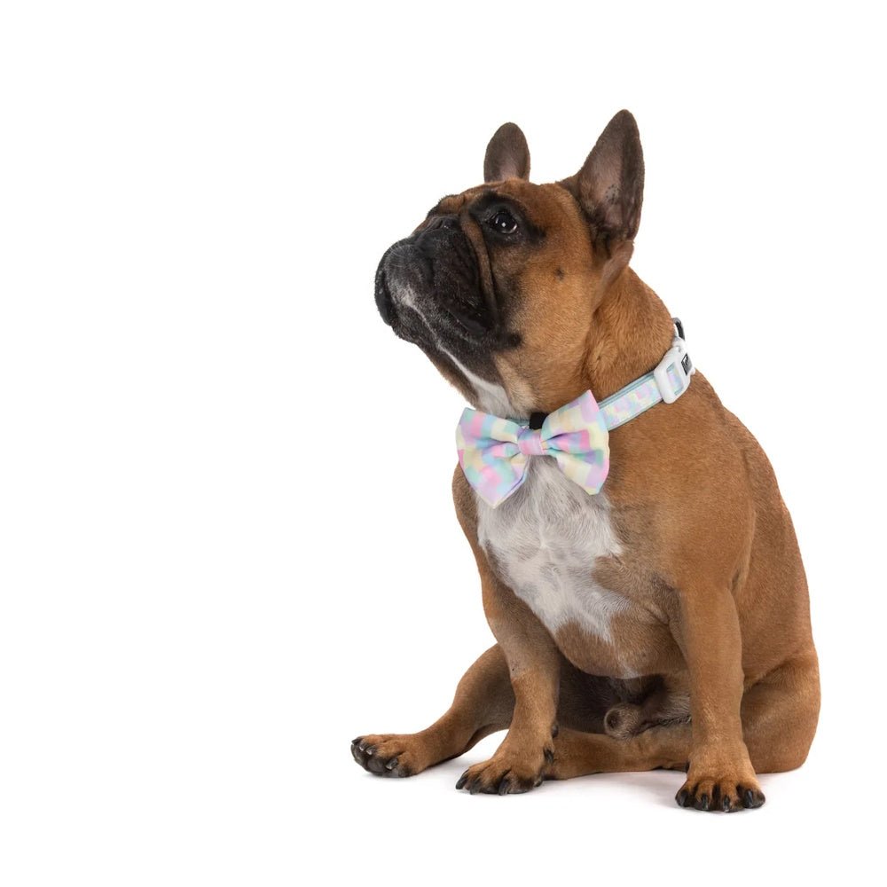 Big & Little Dogs Gelato Collar & Bow Tie - Collar & Bow Ties from Big & Little Dogs at DoggyTopia