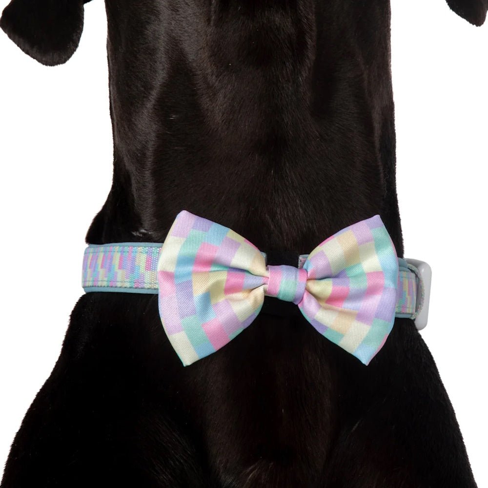 Big & Little Dogs Gelato Collar & Bow Tie - Collar & Bow Ties from Big & Little Dogs at DoggyTopia