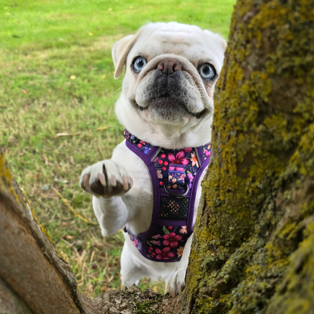 Big & Little Dogs Petal Paradise All Rounder Harness - All Rounder Harnesses from Sale at DoggyTopia