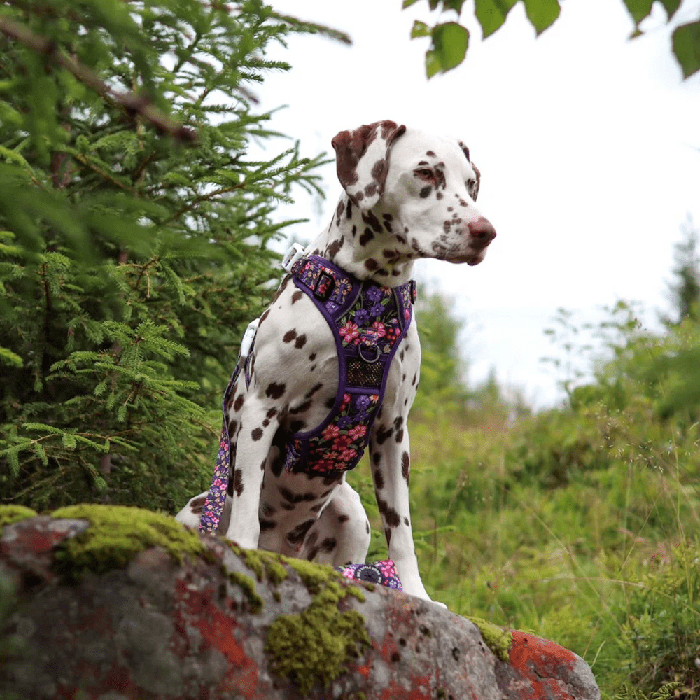 Big & Little Dogs Petal Paradise All Rounder Harness - All Rounder Harnesses from Sale at DoggyTopia
