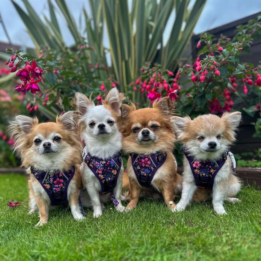Big & Little Dogs Petal Paradise All Rounder Harness - All Rounder Harnesses from Sale at DoggyTopia