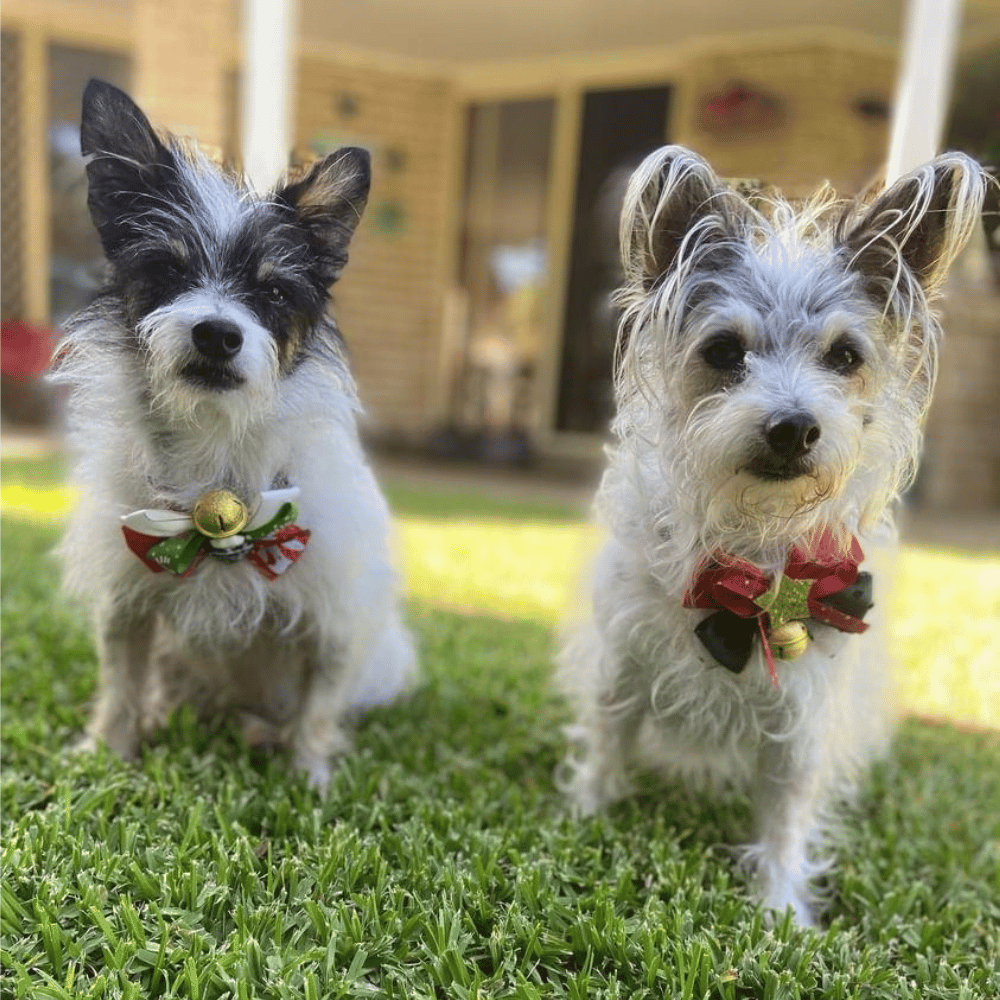 Christmas Tree Bow Knot Collar - Christmas Collar & Bow Ties from Sale at DoggyTopia