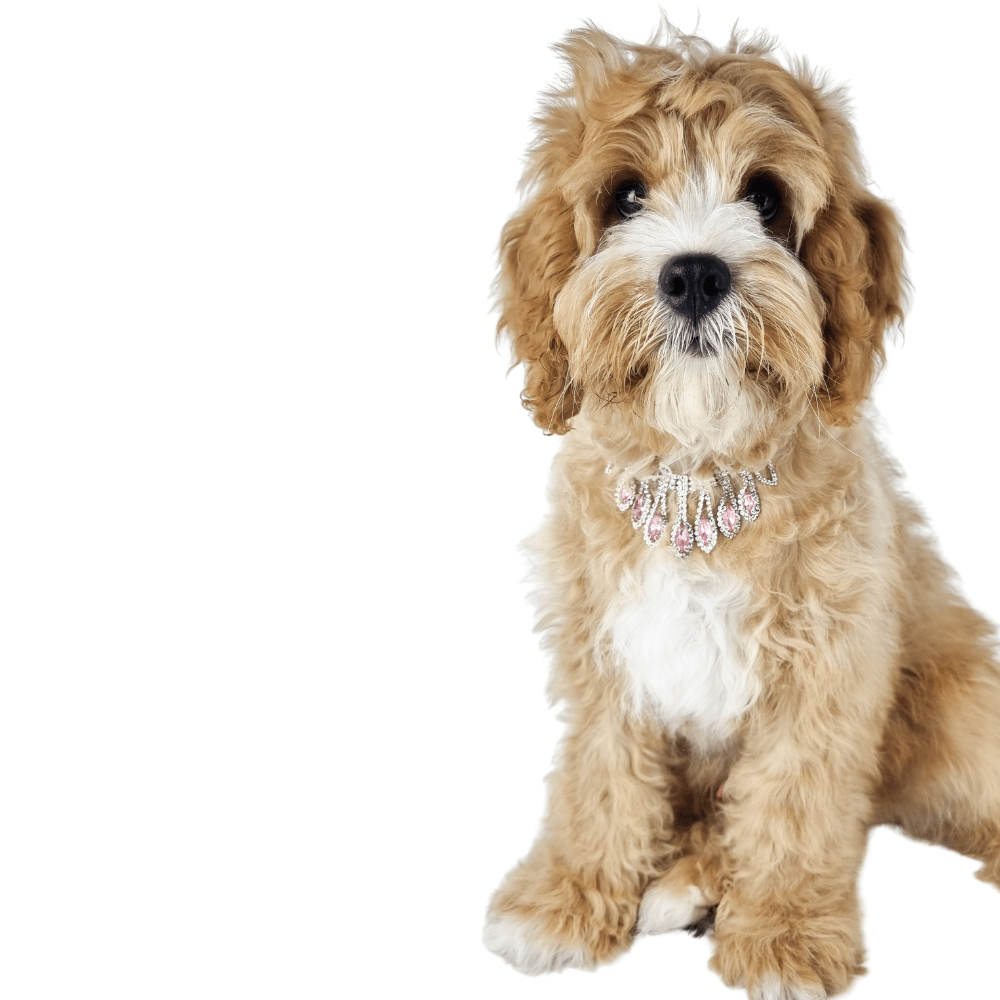 Diamante Tear Drop Dog Necklace - Pink - Dog Necklaces from Sale at DoggyTopia