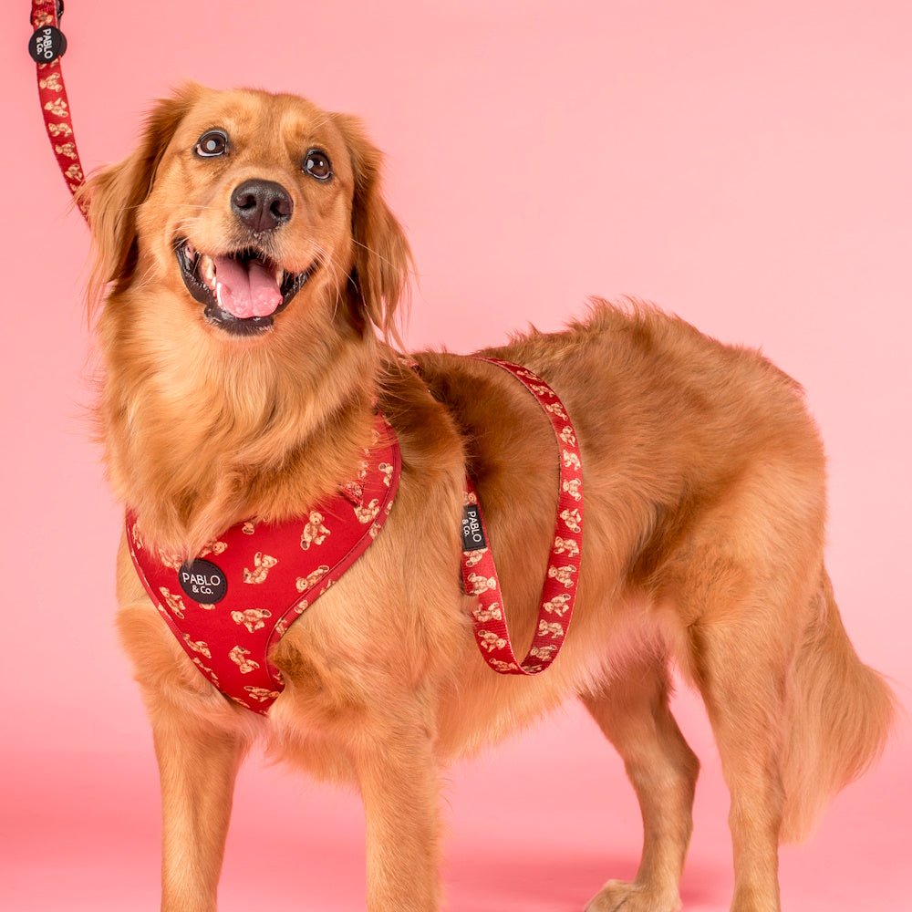 Pablo & Co Henry Bear Adjustable Harness - Adjustable Harnesses from Pablo & Co at DoggyTopia