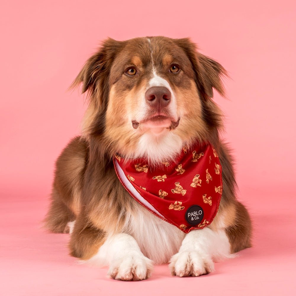 Pablo & Co Henry Bear Dog Bandana - Bandanas from Pablo & Co at DoggyTopia