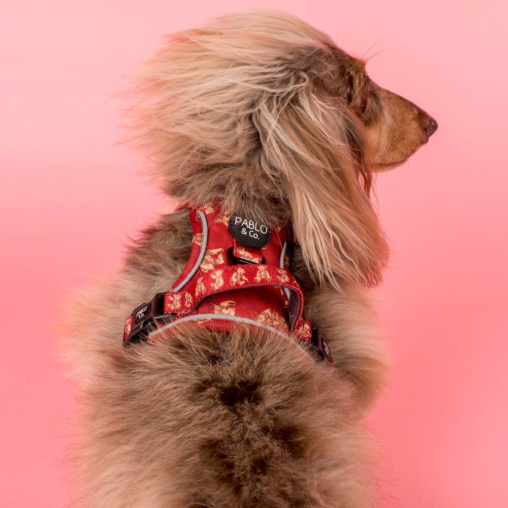 Pablo & Co Henry Bear No Pull Adventure Harness - No Pull Harnesses from Pablo & Co at DoggyTopia