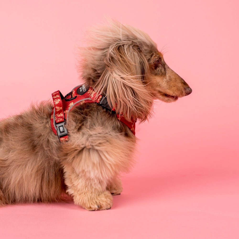 Pablo & Co Henry Bear No Pull Adventure Harness - No Pull Harnesses from Pablo & Co at DoggyTopia