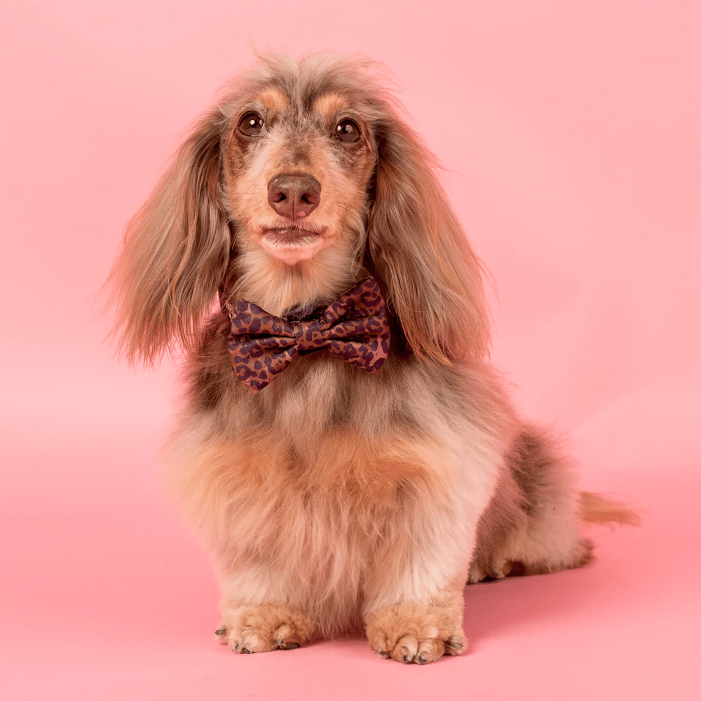 Pablo & Co Leopard Bow Tie - Bow Ties from Pablo & Co at DoggyTopia